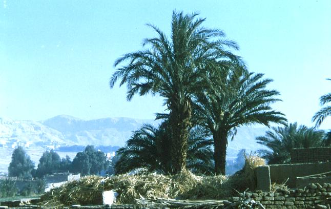 Blick aus einem Dorf auf das Hathorgebirge (Theben-West)